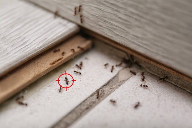 Best Mosquito Control Services  in Sanatoga, PA